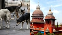தெரு நாய்களால் அதிகரிக்கும் அச்சம்.. உயர்நீதிமன்றம் வைத்த செக்.....