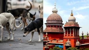தெரு நாய்களால் அதிகரிக்கும் அச்சம்.. நடவடிக்கை குறித்து அறிக்கை கேட்டு உயர்நீதிமன்றம் உத்தரவு தெரு நாய்களால் அதிகரிக்கும் அச்சம்.. நடவடிக்கை குறித்து அறிக்கை கேட்டு உயர்நீதிமன்றம் உத்தரவு