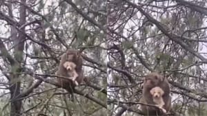 Viral Video : நாய் குட்டியை மரத்தின் மீது தூக்கிச் சென்ற குரங்கு.. வைரல் வீடியோ! Viral Video : நாய் குட்டியை மரத்தின் மீது தூக்கிச் சென்ற குரங்கு.. வைரல் வீடியோ!