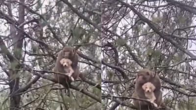 நாய் குட்டியை மரத்தின் மீது தூக்கிச் சென்ற குரங்கு - வைரல்!