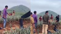கேரளா அன்னாசி தோட்டத்தில் மறைந்திருந்த ராட்ச ராஜ நாகம்!...