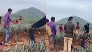 Viral Video : கேரளா அன்னாசி தோட்டத்தில் மறைந்திருந்த ராட்ச ராஜ நாகம்.. லாவகமாக பிடித்த வனத்துறையினர்.. ஷாக் வீடியோ! Viral Video : கேரளா அன்னாசி தோட்டத்தில் மறைந்திருந்த ராட்ச ராஜ நாகம்.. லாவகமாக பிடித்த வனத்துறையினர்.. ஷாக் வீடியோ!