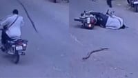சாலையில் இருசக்கர வாகனத்தில் சென்றவர் தலையில் விழுந்த மரக்கிளை!...