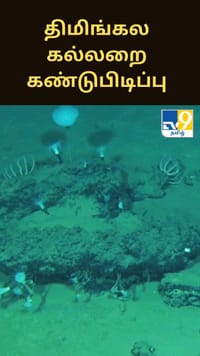 மிக ஆழமான இடத்தில் திமிங்கல கல்லறை கண்டுபிடிப்பு - ஆய்வாளர்கள் அதிர்ச்சி...