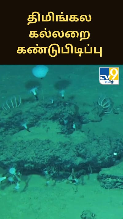 மிக ஆழமான இடத்தில் திமிங்கல கல்லறை கண்டுபிடிப்பு - ஆய்வாளர்கள் அதிர்ச்சி
