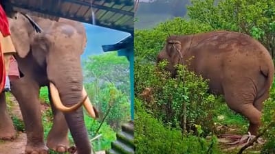 ஊருக்குள் புகுந்து அட்டகாசம் செய்த 'படையப்பா'