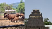 வண்டலூர் உயிரியல் பூங்காவில் மக்களுக்கு 2 நாள் இலவச அனுமதி.....