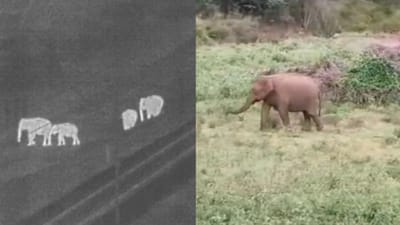 ஏஐ உதவியால் யானைகள் உயிரிழப்பு முற்றிலும் தடுப்பு