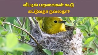 வீட்டில் பறவைகள் கூடு கட்டுவதா நல்லதா? கெட்டதா? ஆன்மிகம் சொல்வதென்ன?