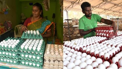சிலிண்டர் விலையைத் தொடர்ந்து முட்டை விலையும் உயர்வு!