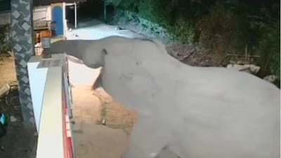 கோவையில் வீட்டின் கேட்டை திறந்து உணவு தேடிய காட்டு யானை!