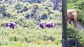 நீலகிரியில் ஊருக்குள் புகுந்து விவசாய தோட்டத்தை நாசம் செய்த யானை!...