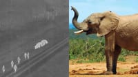 பூஜ்ஜியமாக குறைந்த யானை உயிரிழப்பு விகிதம் - அசத்திய ஏஐ!...