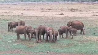 தண்ணீருக்காக ஆற்றங்கரை பகுதியில் உலா வரும் காட்டு யானை கூட்டம்.. அழகிய டிரோன் காட்சிகள்!!