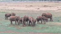 ஆற்றங்கரை பகுதியில் உலா வரும் காட்டு யானை கூட்டம்.. வீடியோ!...