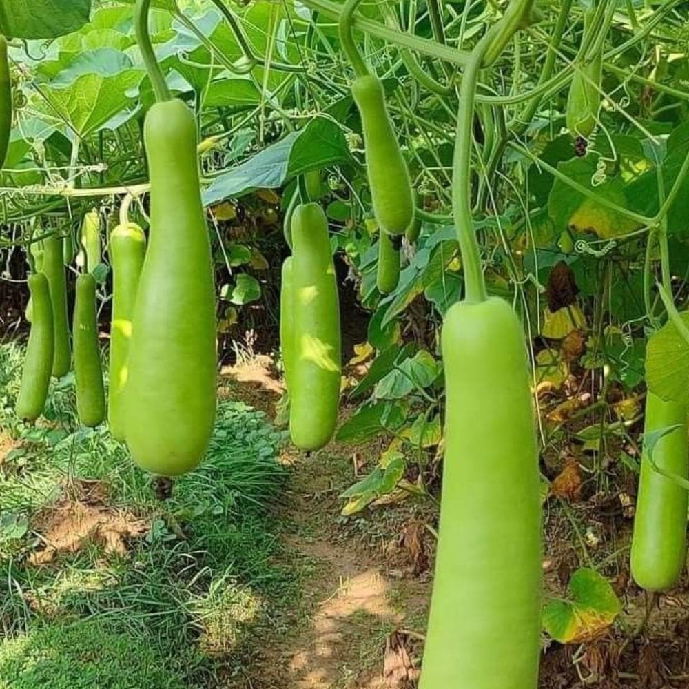 சுரைக்காய் என்பது அதிக நீர்ச்சத்தும் பல்வேறு அத்தியாவசிய ஊட்டச்சத்துக்களும்
நிறைந்த ஒரு சிறந்த காய்கறியாகும், இது உடல் எடையைக் குறைப்பதற்கும்
உடல் சூட்டைத் தணிப்பதற்கும் மற்றும் செரிமான மண்டலத்தின் செயல்பாட்டைச்
சீராகப் பராமரிப்பதற்கும் மருத்துவ ரீதியாகப் பெரிதும் உதவுகிறது.