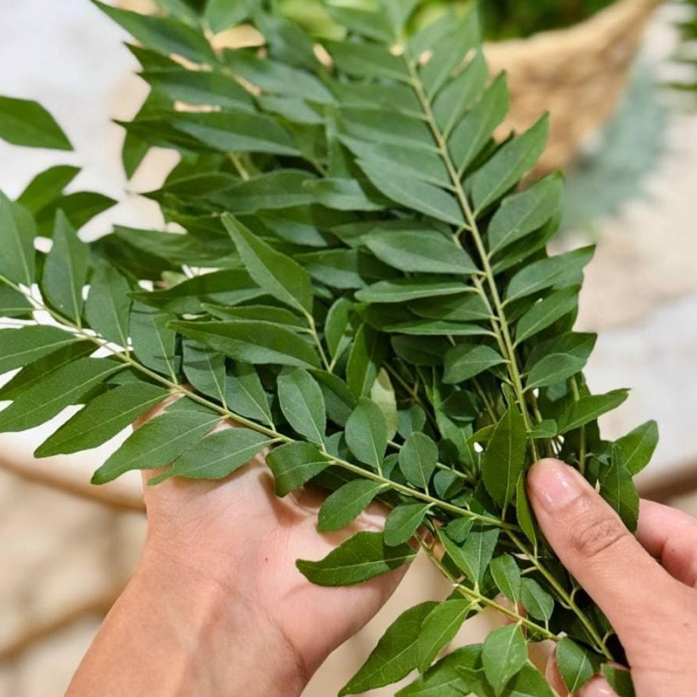 கறிவேப்பிலையில் உள்ள ஆன்டி-ஆக்ஸிடன்ட்கள் கல்லீரலின் ஆரோக்கியத்தை பாதுகாக்க உதவுகின்றன.
உடலில் சேரும் சில நச்சுப் பொருட்களை வெளியேற்றும் செயல்பாட்டை ஆதரிக்கலாம்.
இதனால் உடல் புத்துணர்ச்சியுடன் செயல்பட உதவுகிறது.
நோய் எதிர்ப்பு சக்தியையும் மேம்படுத்துவதில் பங்கு வகிக்கிறது.