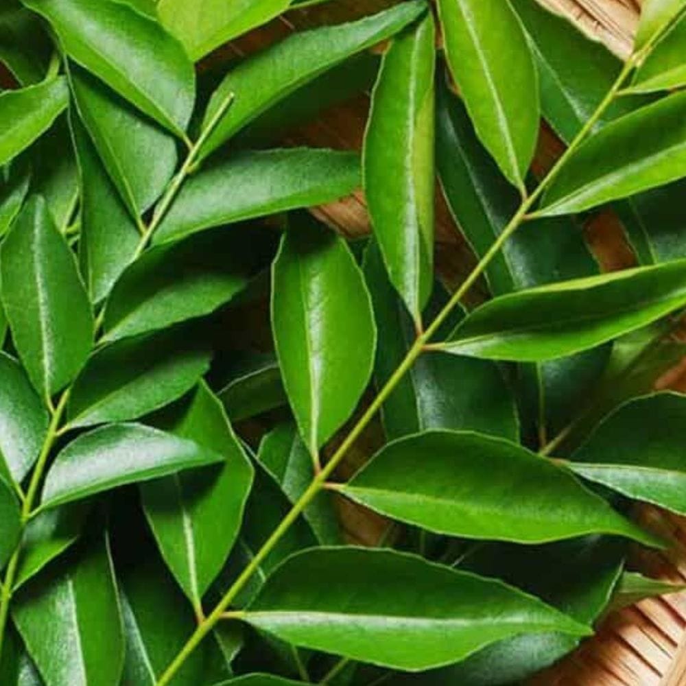 கறிவேப்பிலை உடலின் கொழுப்பு மாற்றுச் செயல்பாட்டை ஆதரிக்கும் தன்மை கொண்டதாக கருதப்படுகிறது.
வெறும் வயிற்றில் சாப்பிடுவதால் நீண்ட நேரம் பசியைக் கட்டுப்படுத்த உதவலாம்.
இதனால் தேவையற்ற இடைவேளை உணவுகளைத் தவிர்க்க முடியும்.
சமச்சீர் உணவு மற்றும் உடற்பயிற்சியுடன் இணைந்தால் எடை மேலாண்மைக்கு உதவியாக இருக்கும்.
