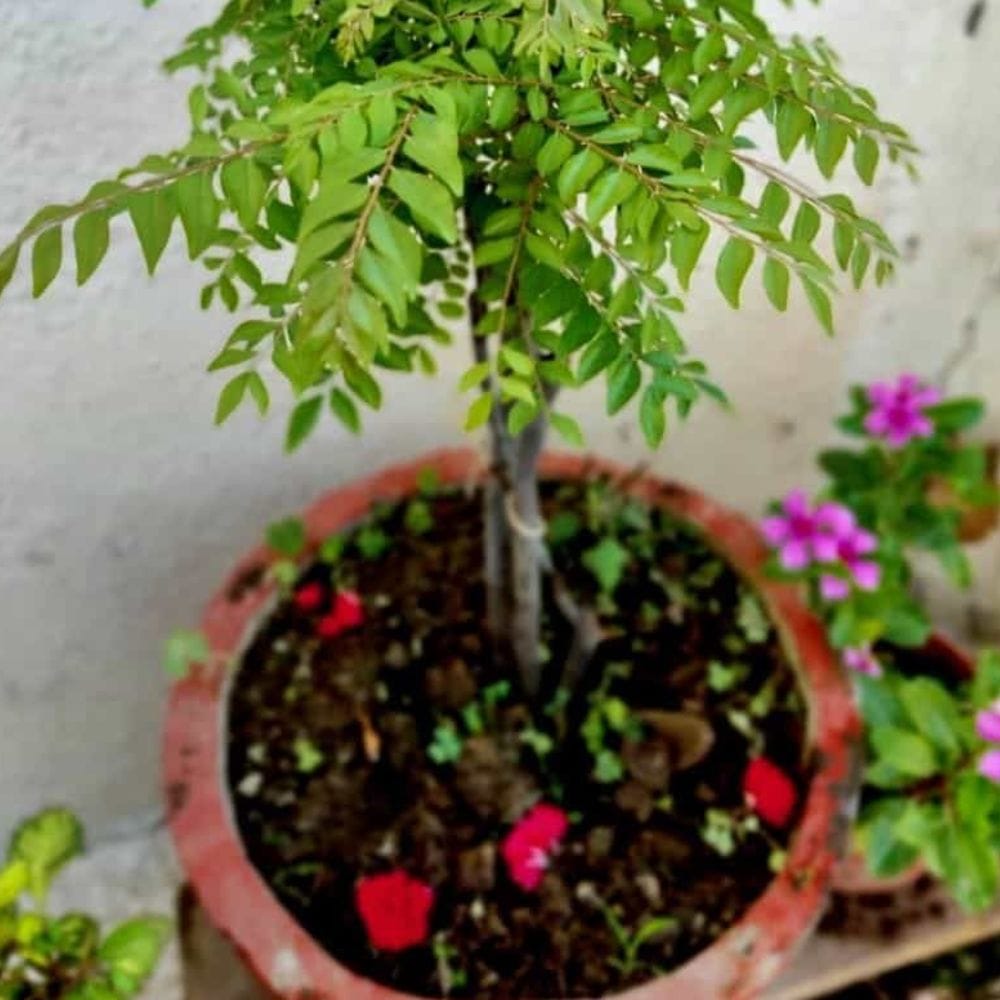 கறிவேப்பிலையில் உள்ள இயற்கைச் சத்துகள் உடலில் சர்க்கரையின் உறிஞ்சுதலை சமநிலைப்படுத்த உதவுகின்றன.
இதனால் இரத்த சர்க்கரை அளவு திடீரென அதிகரிப்பதை குறைக்கலாம்.
நீரிழிவு அபாயம் உள்ளவர்கள் மருத்துவரின் ஆலோசனையுடன் இதை உணவில் சேர்த்துக்கொள்ளலாம்.
ஆரோக்கியமான வாழ்க்கை முறையுடன் இணைந்தால் கூடுதல் பலன் கிடைக்கும்.
