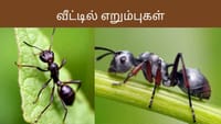 வீட்டில் எறும்புகள் அதிகமாக வருகிறதா? காரணமும் தீர்வும் இதோ!...