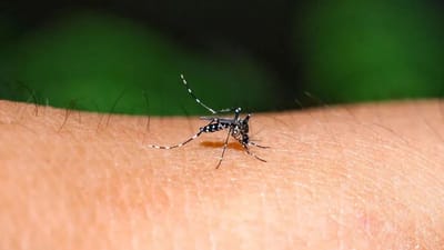 மழைக்காலத்தில் அதீத கொசுக்கடியா..? குறைப்பதற்கான வழிகள்..!
