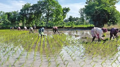 தஞ்சாவூரில் விவசாய பணிகளிலும் களமிறங்கிய வடமாநில தொழிலாளர்கள்!