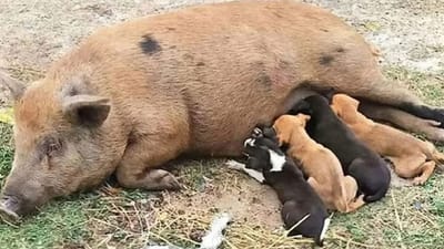 தாயை இழந்து தவித்த நாய் குட்டிகளுக்கு தாயாக மாறிய பன்றி!