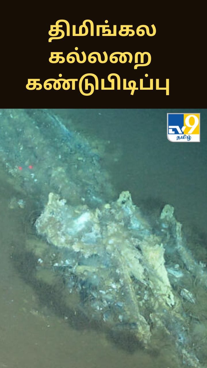மிக ஆழமான இடத்தில் திமிங்கல கல்லறை கண்டுபிடிப்பு - ஆய்வாளர்கள் அதிர்ச்சி