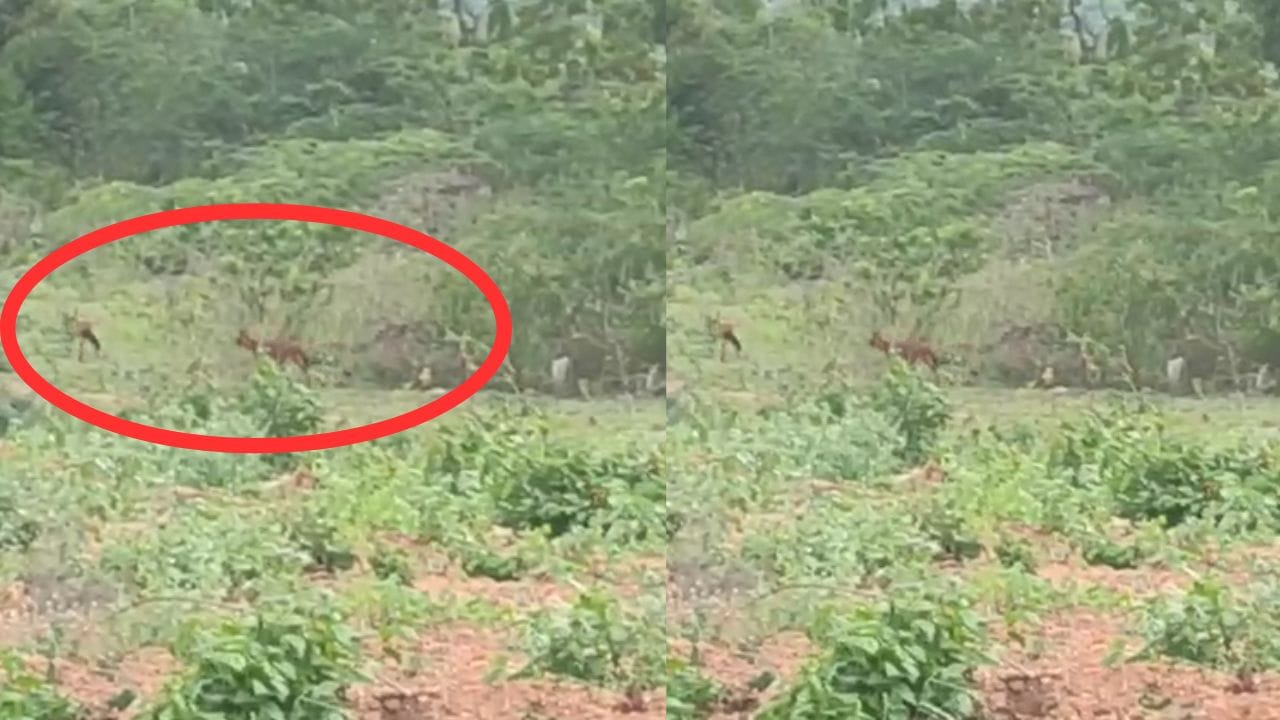 ஊருக்குள் உலா வரும் செந்நாய் கூட்டம்.. அச்சத்தில் உறைந்துள்ள கிராம மக்கள்! ஊருக்குள் உலா வரும் செந்நாய் கூட்டம்.. அச்சத்தில் உறைந்துள்ள கிராம மக்கள்!