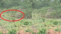 ஊருக்குள் உலா வரும் செந்நாய் கூட்டம் - கிராம மக்கள் அச்சம்!...
