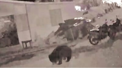 ஊட்டி அருகே இரவில் குடியிருப்பு பகுதியில் புகுந்த கரடி!