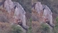 கோவை குடியிருப்பு பகுதியில் சுற்றித் திரியும் கருஞ்சிறுத்தை!...