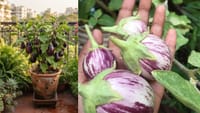 கத்திரிக்காயில் இத்தனை அற்புதங்களா? நோய்களை விரட்டும் அருமருந்து!...