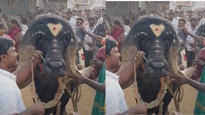 ஈரோட்டில் ரூ.5 லட்சத்திற்கு விற்பனை செய்யப்பட்ட எருமை மாடு!