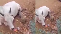 பசியால் தவித்த பன்றிக்குட்டிக்கு தாயாக மாறிய பசு மாடு!...