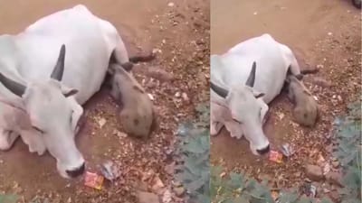 பசியால் தவித்த பன்றிக்குட்டிக்கு தாயாக மாறிய பசு மாடு!