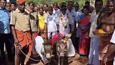 மழை வேண்டி கழுதைக்கும் கழுதைக்கும் திருமணம்!