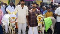 வேலூரில் மழை வேண்டி இரு கழுதைகளுக்கு மேள தாளத்துடன் திருமணம்!...