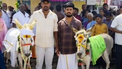 வேலூரில் மழை வேண்டி இரு கழுதைகளுக்கு மேள தாளத்துடன் திருமணம்!