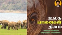 உலக யானைகள் தினம்: தமிழக காடுகளில் 3,170 யானைகள்...