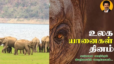 உலக யானைகள் தினம்: தமிழக காடுகளில் 3,170 யானைகள்