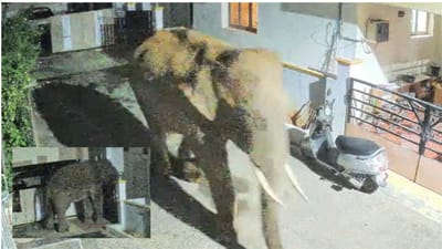 கோவையில் ஹவுஸ் விசிட் அடித்த காட்டு யானை! பீதியில் பொதுமக்கள்!