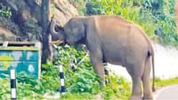 குன்னூர் - மேட்டுப்பாளையம் சாலையில் உலா வரும் காட்டு யானை!...