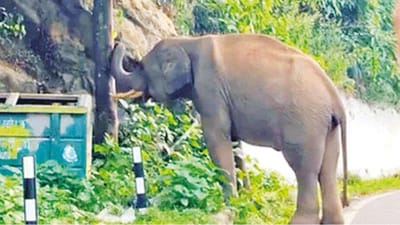 குன்னூர் - மேட்டுப்பாளையம் சாலையில் உலா வரும் காட்டு யானை!