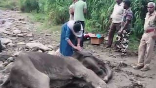 கோவையில் உடல் நலக்குறைவால் பெண் யானை பரிதாப மரணம்