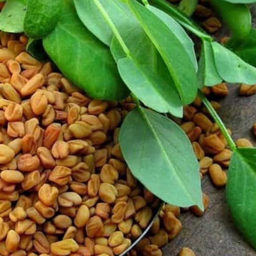உடல் எடையைக் குறைக்க விரும்புபவர்களுக்கு வெந்தயம் ஒரு சிறந்த இயற்கை உணவாகவும் பசியைக் கட்டுப்படுத்தும் காரணியாகவும் அமைகிறது.
இதில் உள்ள அதிகப்படியான நார்ச்சத்து வயிற்றை நீண்ட நேரம் நிறைவாக வைத்து தேவையில்லாத பசியைக் குறைக்கிறது.
உடலின் வளர்சிதை மாற்றத்தை அதிகரித்து கெட்ட கொழுப்புகளை வேகமாக எரிக்க இது பெரிதும் துணைபுரிகிறது.
முறையான உடற்பயிற்சியுடன் வெந்தயத்தை உட்கொண்டு வந்தால் உடல் எடை விரைவாகக் கட்டுக்குள் வரும்.