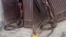 Viral Video : வீட்டின் கேட்டிற்குள் நுழைந்த ராட்சத மலைப்பாம்பு.. இணையத்தில் வைரலாகி வரும் பகீர் வீடியோ!...