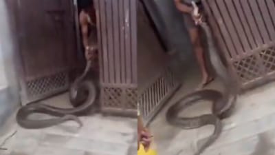 வீட்டின் கேட்டிற்குள் நுழைந்த ராட்சத மலைப்பாம்பு - வைரல்!