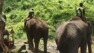 நீலகிரியில் புலியை பிடிக்க களமிறங்கிய கும்பி யானைகள்!