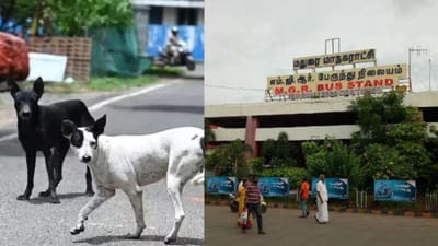 மதுரை மாட்டுத்தாவணி பகுதியில் 10 பேரை கடித்த தெரு நாய்கள்